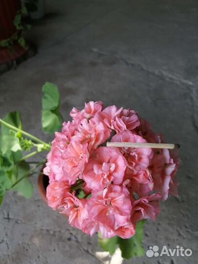 Пеларгония герань
