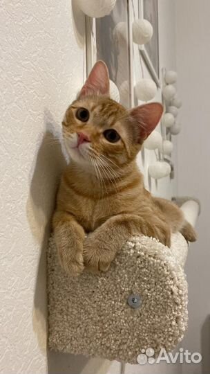 Настенный столбик - ступенька для кошек Моя Котя