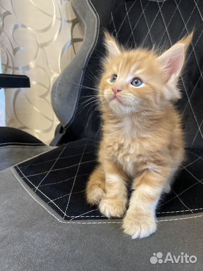 Котята мейн-кун