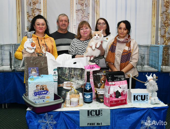 Молоденький домашний котик в добрые руки