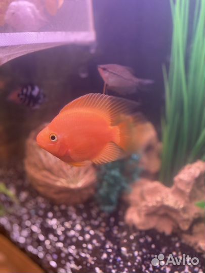 Аквариумные рыбы попугай