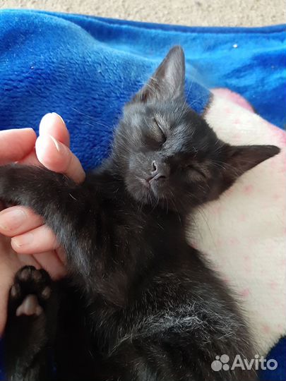 Котенок мальчик в добрые руки