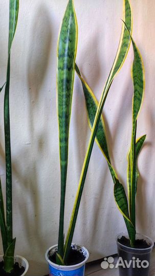 Щучий хвост (сансевиерия)