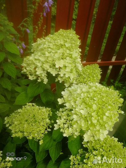 Цветы многолетние, гортензии