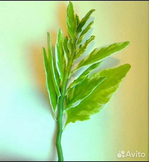 Черенки педилантуса с корешками