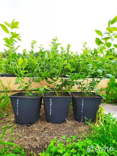 Голубика 2х-летние саженцы