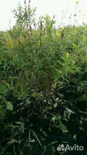 Спирея Биларди