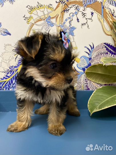 Йоркширский терьер