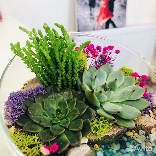 Флорариум суккулентами