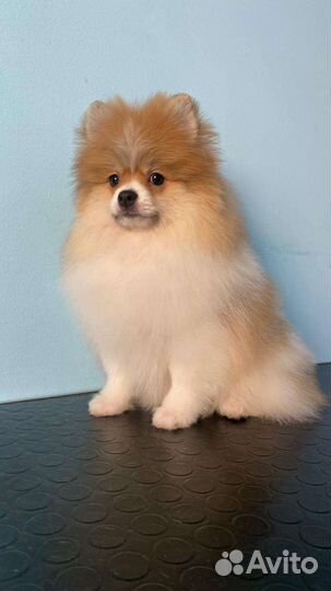 Щенки шпица