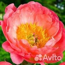 Пион Коралл