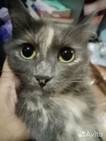 Кошка