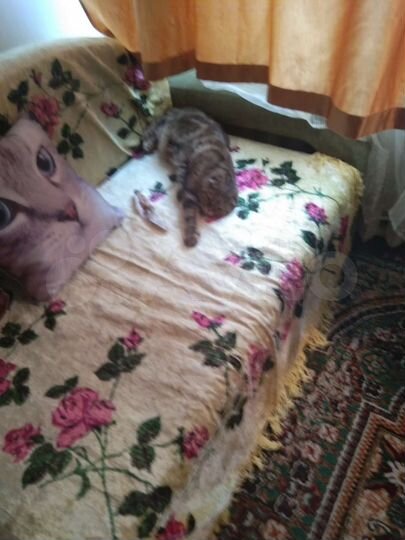 Комната 21 м² в 5-к., 2/6 эт.