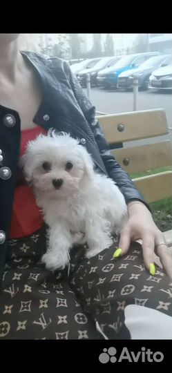 Светлая мальтипу ф1