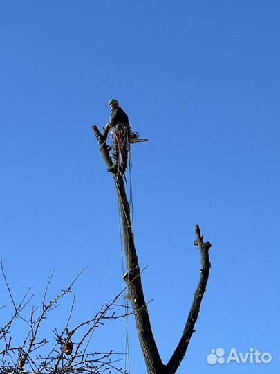 Расчистка участка. Спил дерева