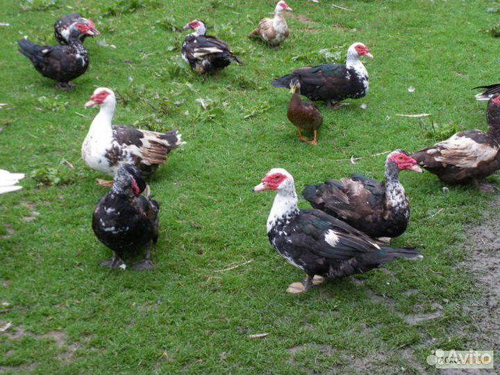 Инкубационное яйцо мексиканской мускусной утки