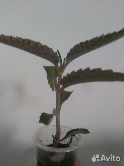 Фикус каучуконосный вариегатный