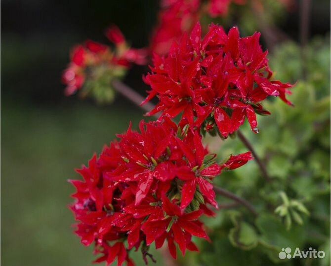 Герань пеларгония звездчатая