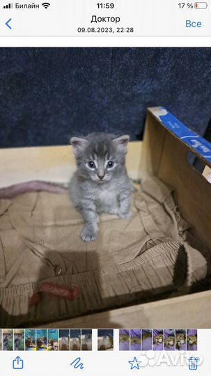 Котята в добрые руки даром