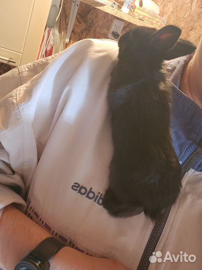 Перепелята,цыплята, суточные