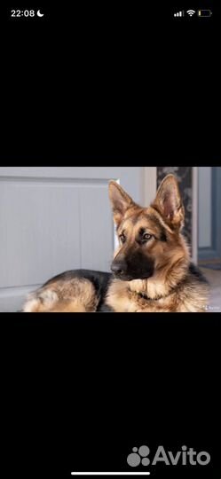 Щенки немецкой овчарки