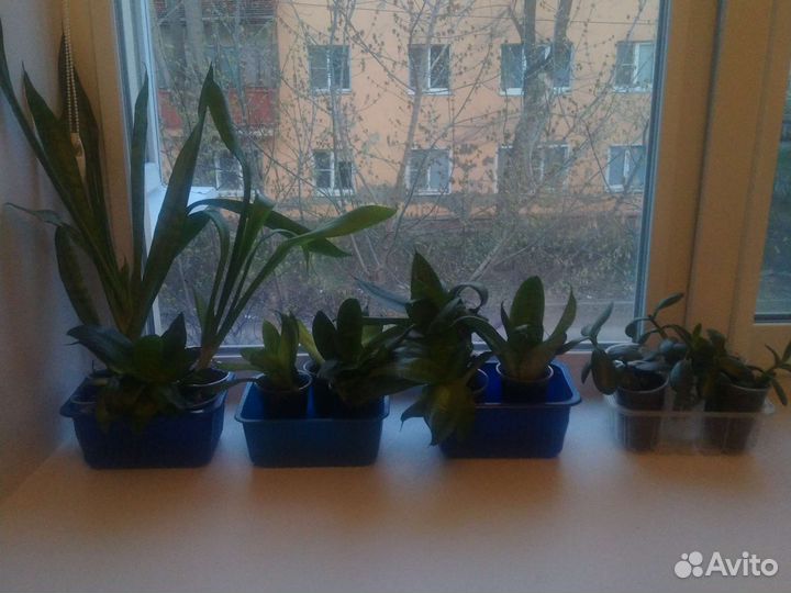 Сансевиерия (тещин язык), денежное дерево