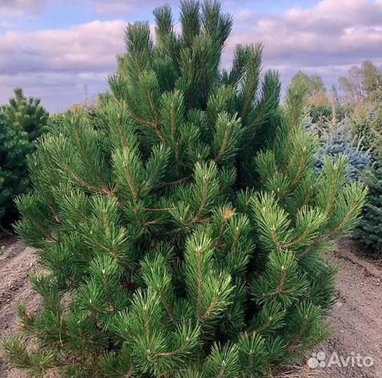 Саженцы Сосна Крымская Черная из питомника