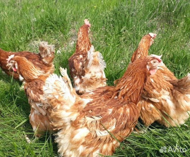 Куры молодые несушки