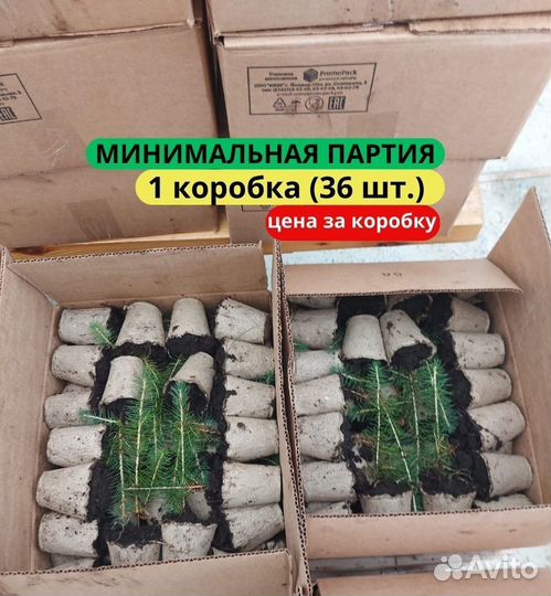 Саженцы ели зкс