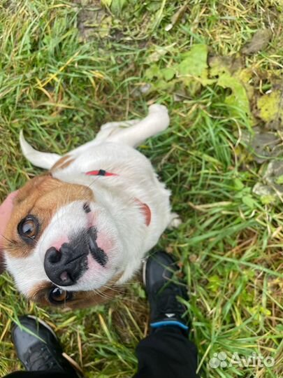 Собака в добрые руки