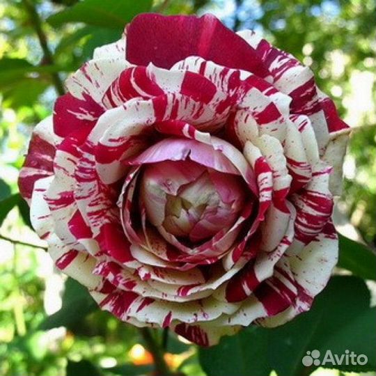 Роза пепельная Амнезия Ч/Г