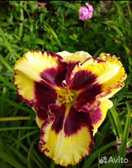 Лилейник Рио Рита