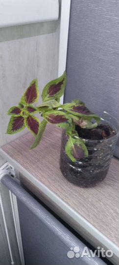 Комнатные растения