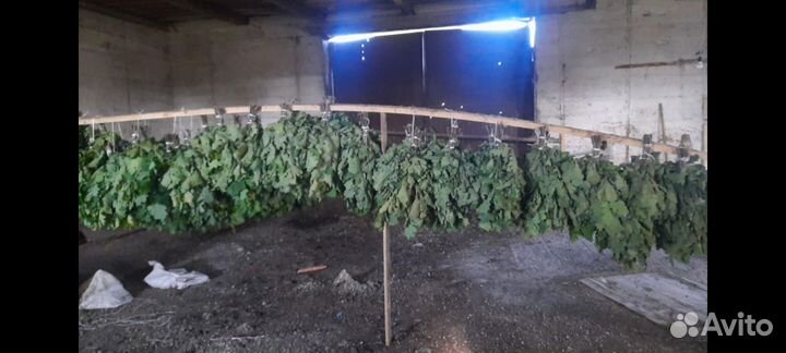 Дубовые веники для бани