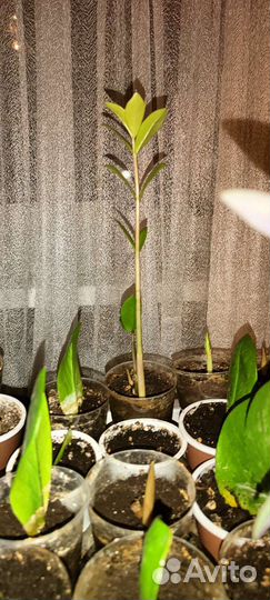 Замиокулькас