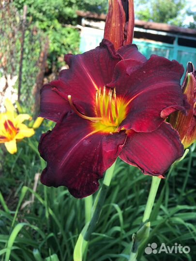 Распродажа кустов лилейников