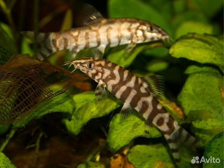 Аквариумные рыбки