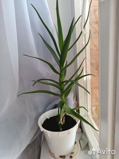 Алоэ столетник