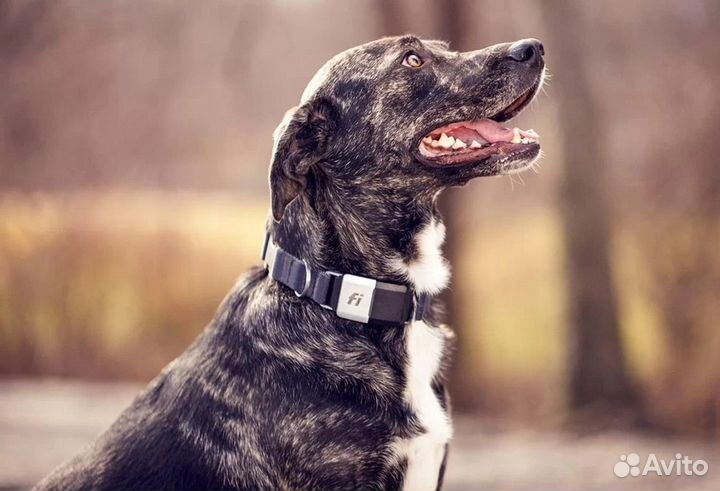 Электронный ошейник для собак