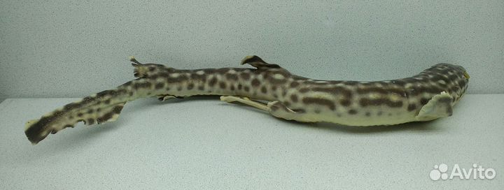 Акула 44,4 морской сувенир подарок