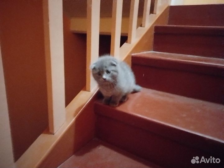 Отдам 3 котенка