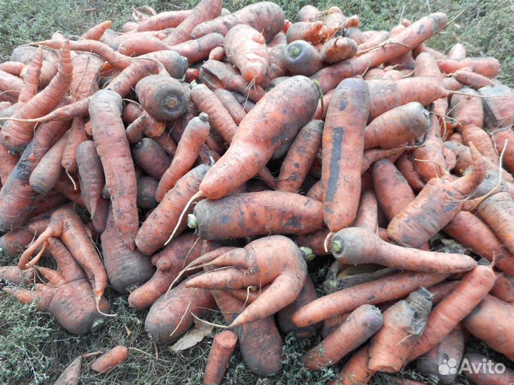 Морковь-некондиция