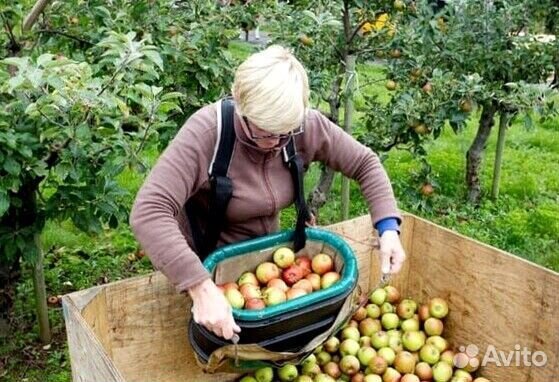 Работник по сборке яблок в саду с проживанием