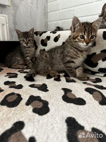 Котята камышовые девочки