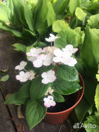 Гортензия метельчатая