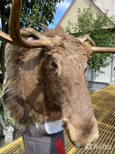 Чучело головы лося