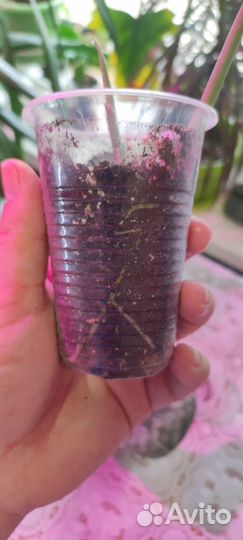 Сциндапсус