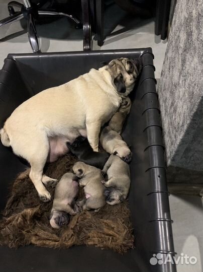Мопсики щенки