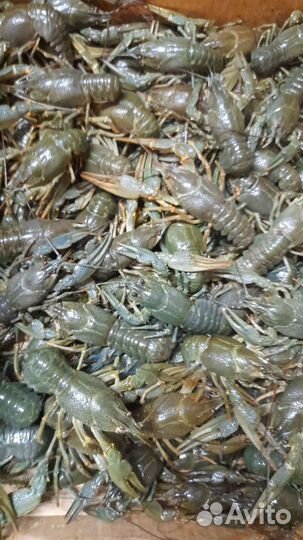 Живые, варёные раки оптом и розницу