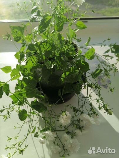 Кампанула и фиалка